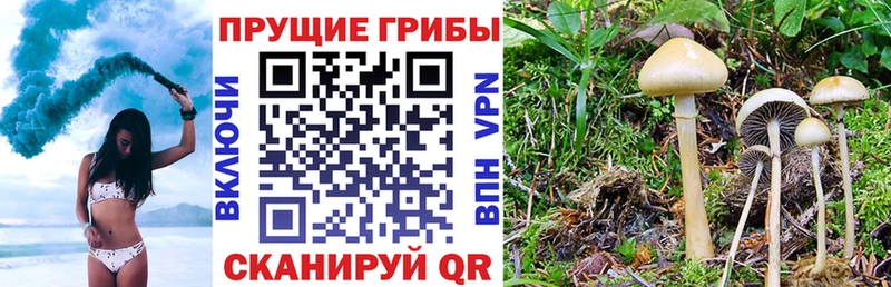цена наркотик  Талица  Галлюциногенные грибы Psilocybe 